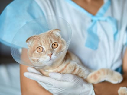 Болезни кошек: симптомы, диагностика, лечение и профилактика