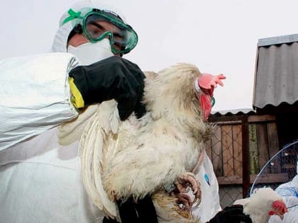 У жителей Череповецкого района начали изымать кур