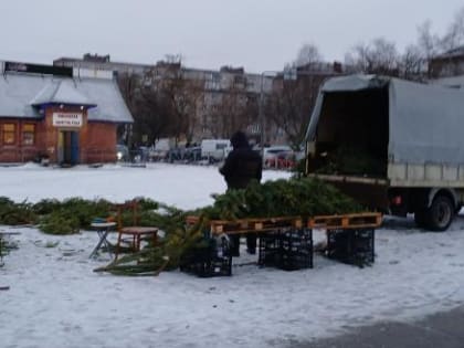 Череповчане покупали живые ели на пяти базарах
