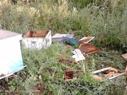 Музыка как средство отпугивания медведей в Вологодской области