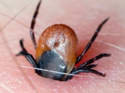 Клещи-переносчики угрожают конго-крымской геморрагической лихорадкой