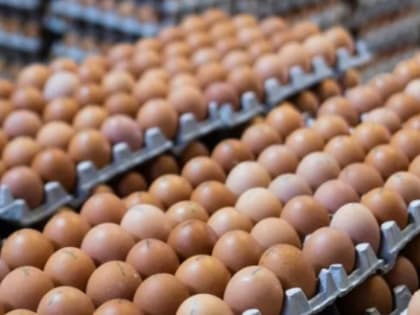 На Вологодчине рухнуло производство яиц
