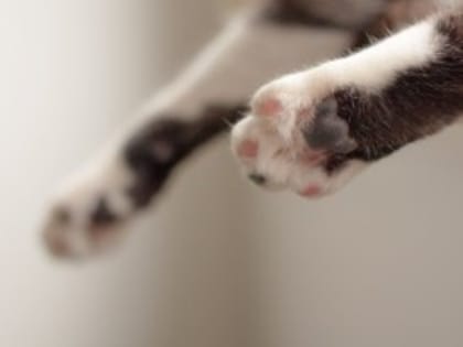 Коту суд запретил заходить в одну из комнат в квартире