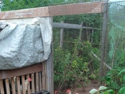 Специальные отряды ветеринаров приступили к уничтожению домашней птицы в Череповецком районе