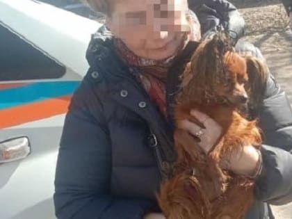 На Вологодчине любопытная собачка провалилась в канализационный коллектор и …