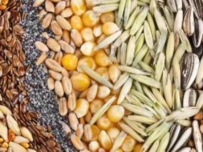 Фитоэкспертиза семян зерновых культур  - залог здорового урожая