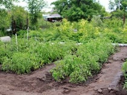 Власти предлагают изымать участки за мусор и нескошенную траву