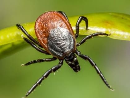 Клещи разозлились на вологжан не на шутку