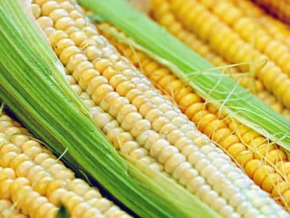 В Вологодской области для коров посадят больше кукурузы