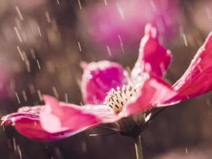 В области ожидается значительное потепление, но с дождями