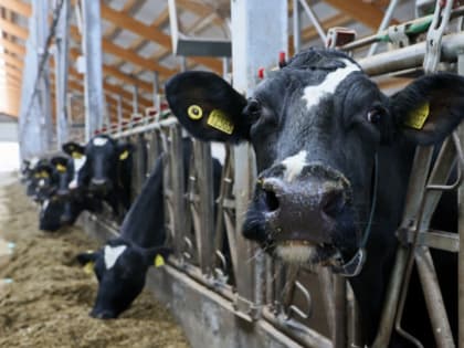 Предприятиями АПК начата активная работа по получению льготных кредитов