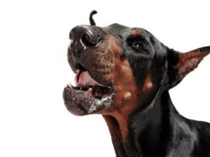 Какие животные чаще всего кусают детей в Череповце и как избежать бешенства