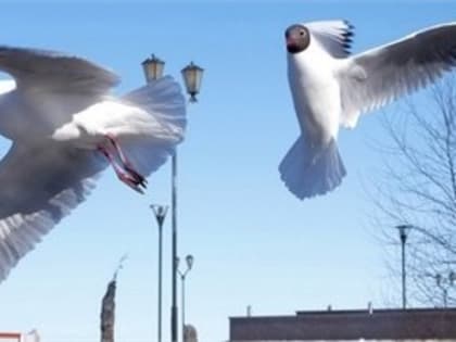 В Череповце чайки «уходят в пике»