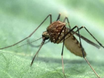 Новые виды комаров начнут атаковать россиян
