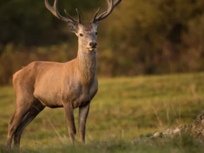 «Вирус зомби» оленей обнаружили у кабанов. Есть риск и для людей