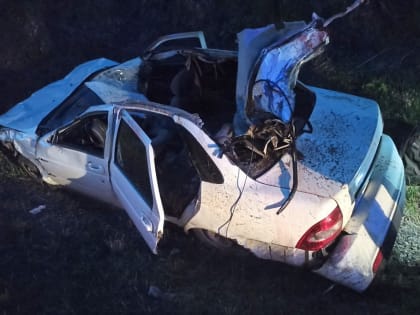 В Шекснинском районе в ДТП с лосем погиб водитель