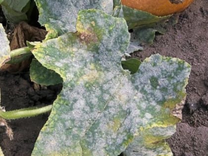 Защищаем огурцы от мучнистой росы: рассказываем, как избавить овощи от заболевания