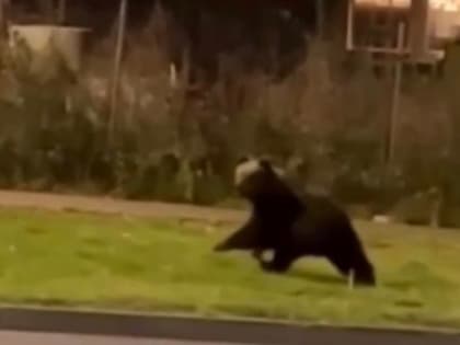 В Череповце гоняют медведя