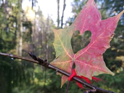 В Вологодской области обновились температурные рекорды