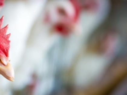 В Вологодской области сожгли почти 4 тысячи птиц, изъятых у местных жителей из-за вспышки гриппа