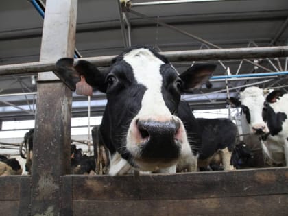 Вологодским предприятиям агропромышленного комплекса направили около двух миллиардов рублей господдержки