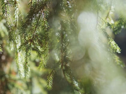 Порядка одного миллиона кубометров древесины планируется реализовать с аукционов для субъектов МСП в 2023 году