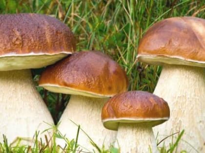 Съедобные грибы могут содержать кишечную палочку и накапливать радиоактивный цезий