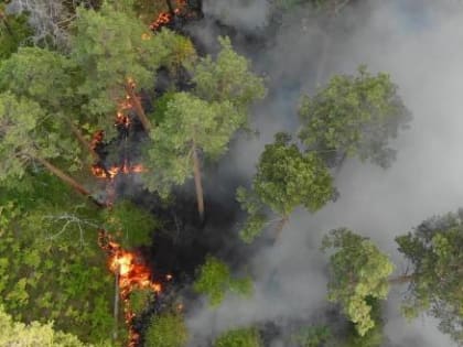 Шесть лесных пожаров ликвидированы в Вологодской области