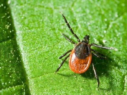 Более 12 тыс. вологжан пострадали от укусов клещей