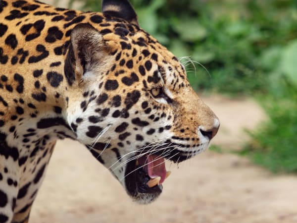 Переднеазиатский леопард: пятнистый хищник на грани исчезновения