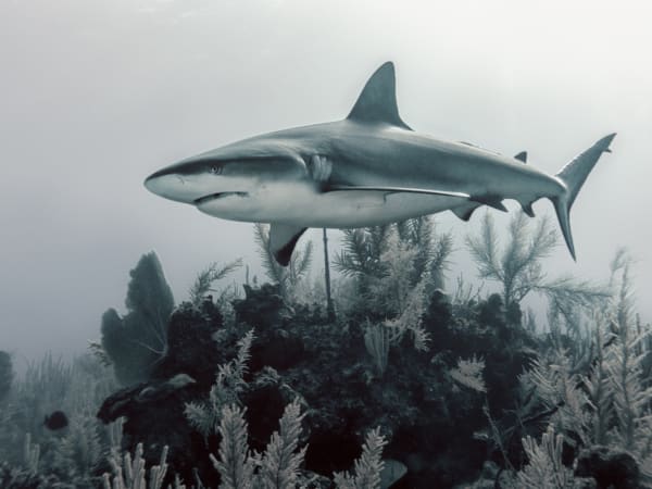 Какие акулы самые опасные?