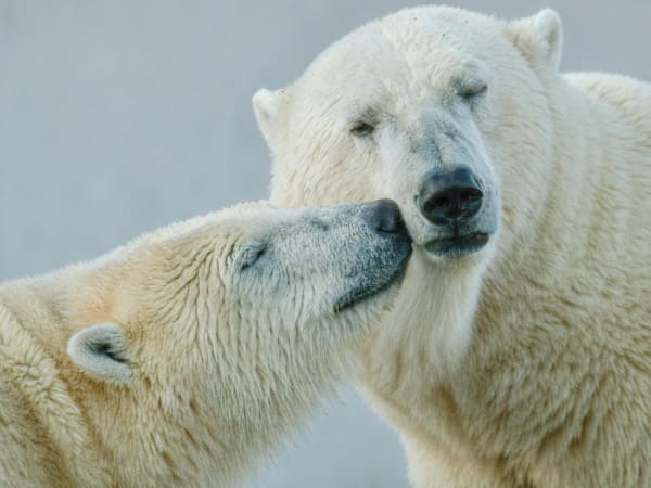 Белые медведи: удивительные животные из Красной книги и места их обитания