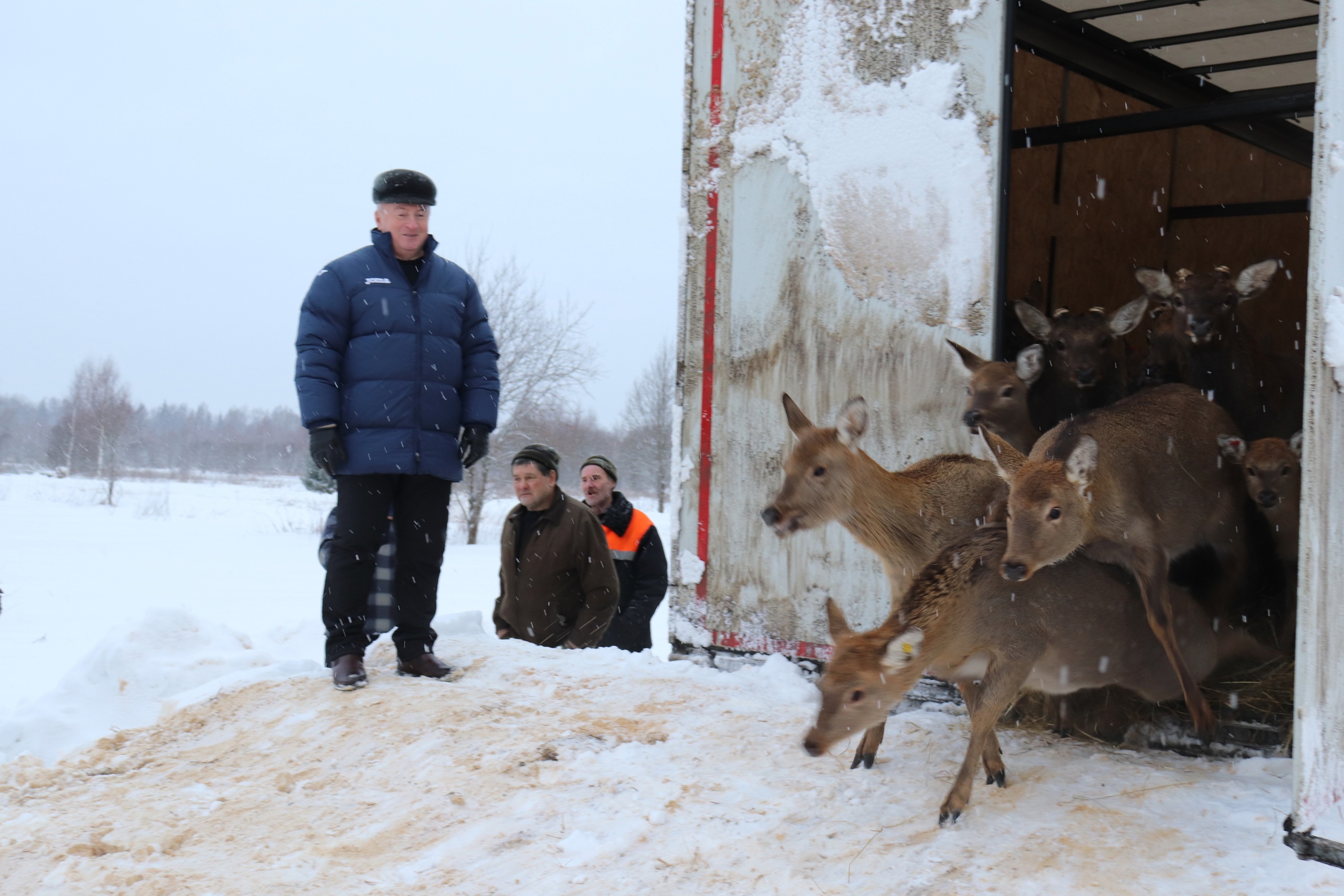 Выпустили оленей. Оленья ферма. Северный олень в Вологодской области. Разведение оленей. Олени в Вологодской области.