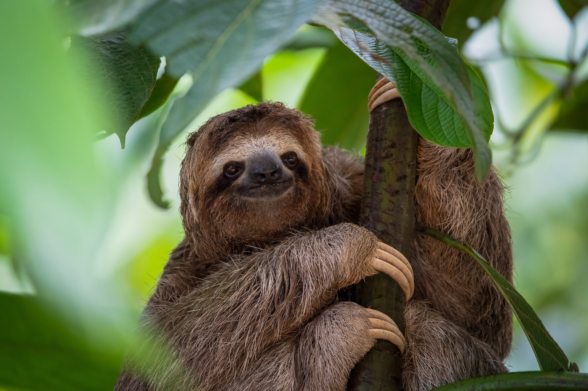 Faultier auf einem Baum in Costa Rica