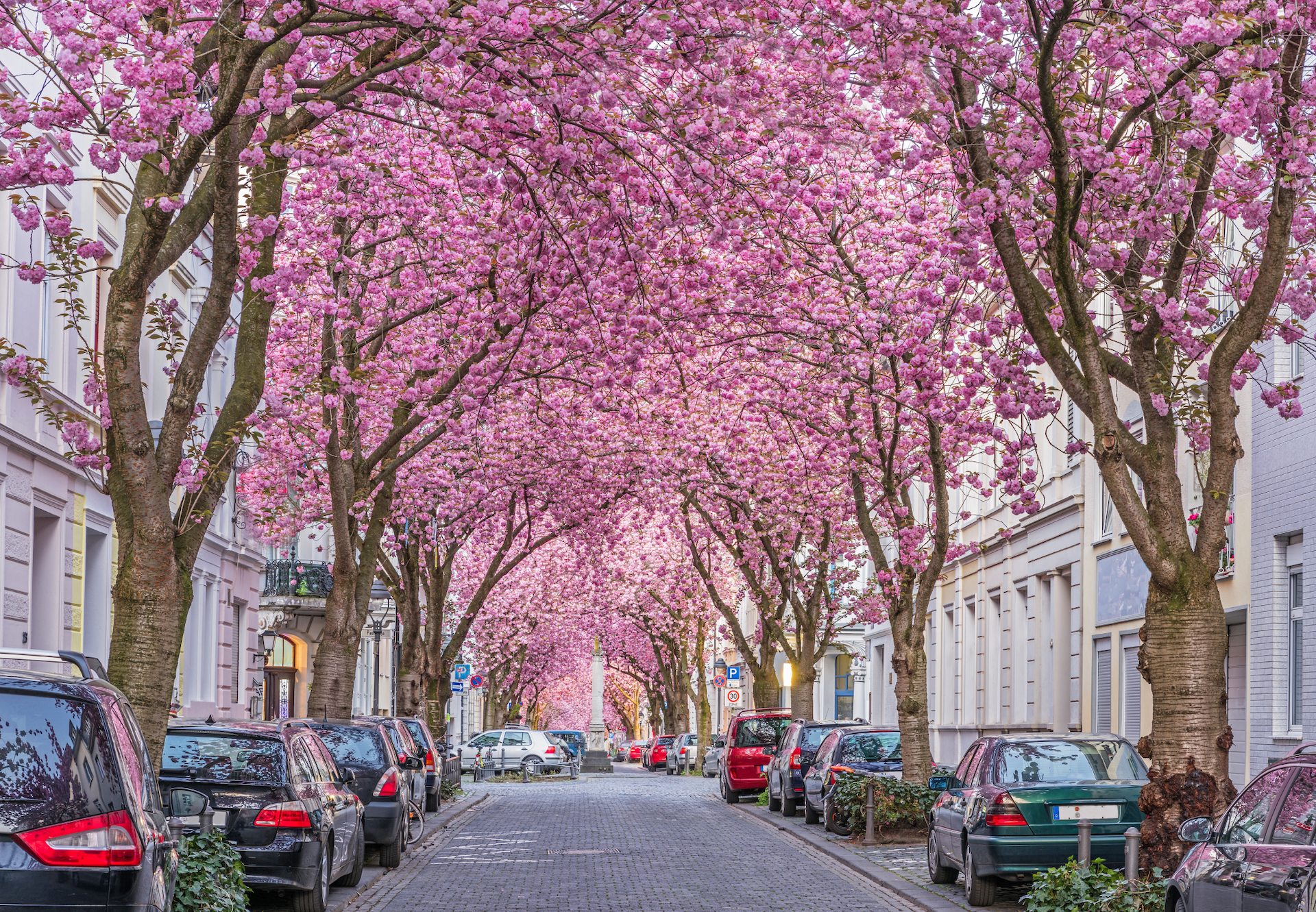 Heerstraße in Bonn ur Kirschblütenzeit