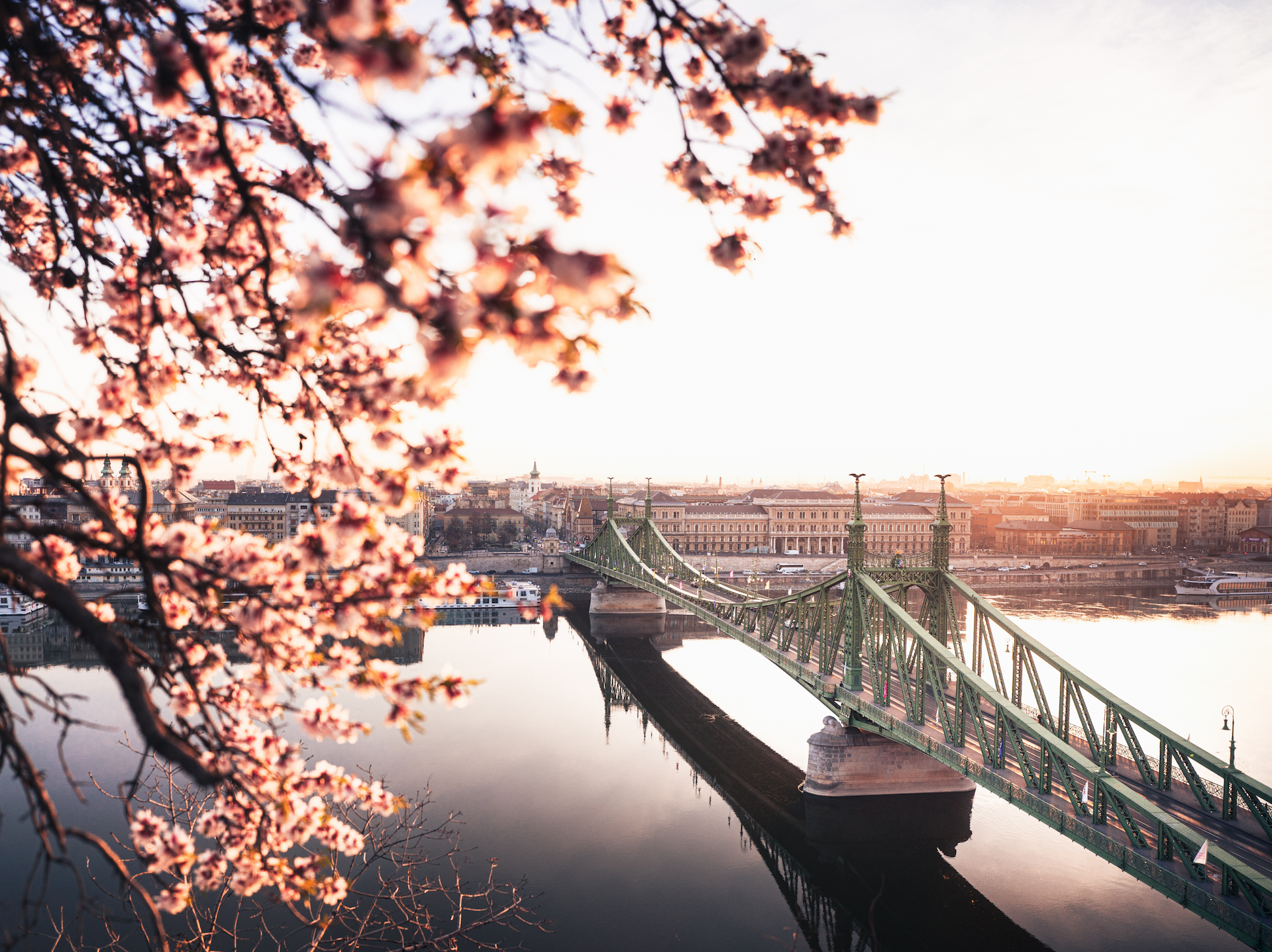 Blick auf Freiheitsbrücke in Budapest, Ungarn, mit Kirschblüten umrahmt