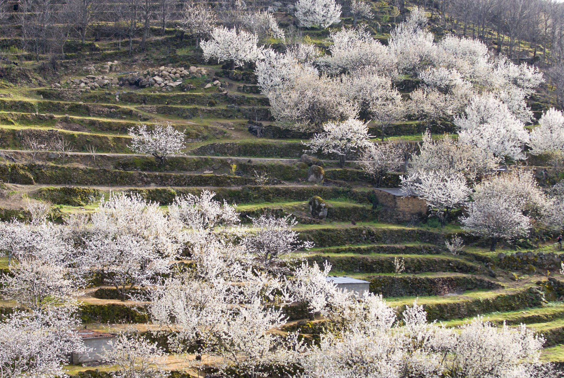 Weiße Kirschblüte im Valle del Jerte in Spanien