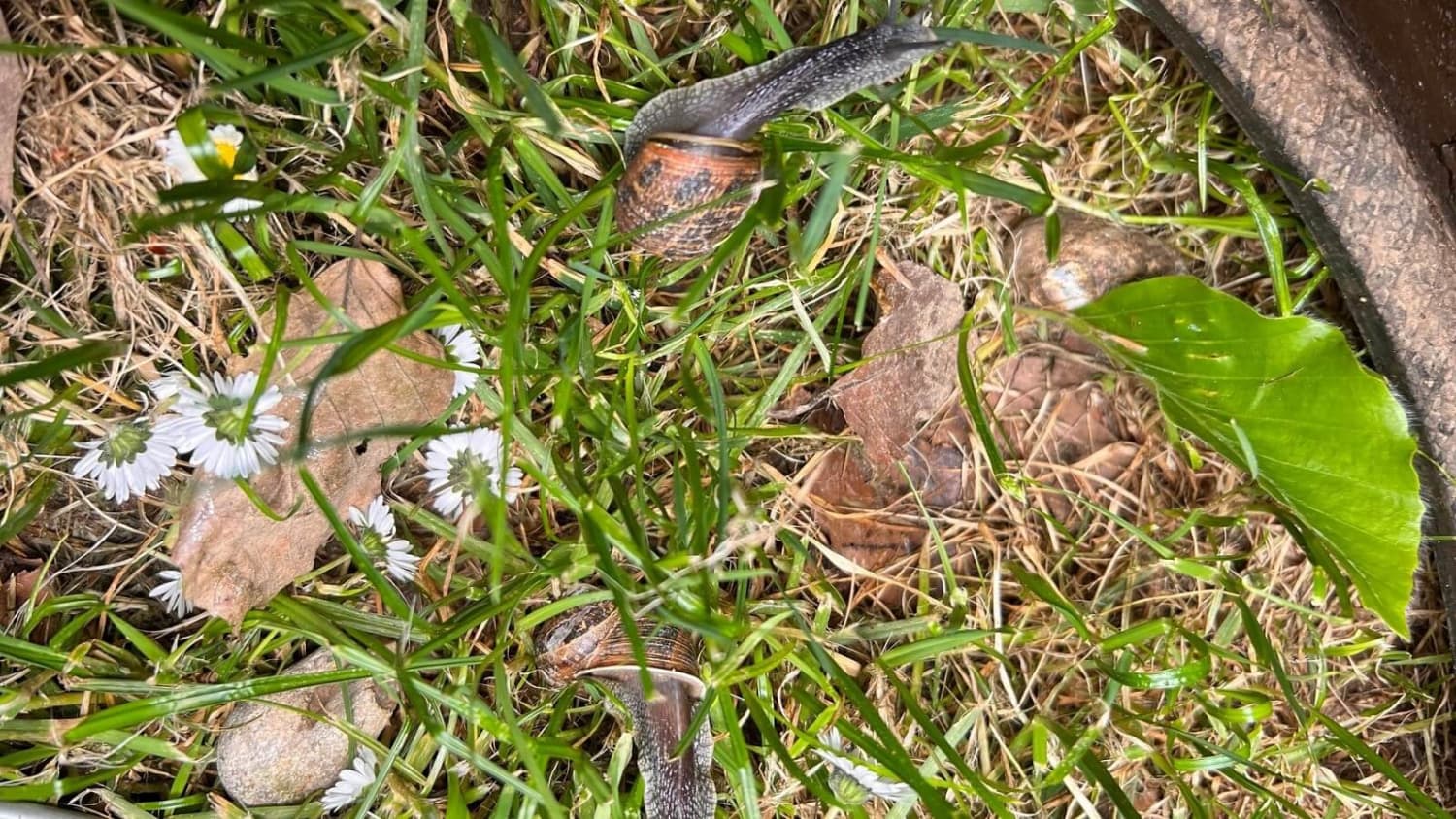 Chestnut Nursery Schools Introductory News Image - cduj5nc80ldckhnmkh2x