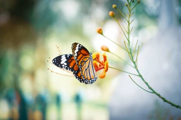 Chestnut Nursery Schools News Image - One Little Butterfly