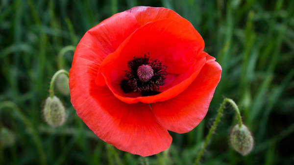 Chestnut Nursery Schools News Image - Remembrance Day