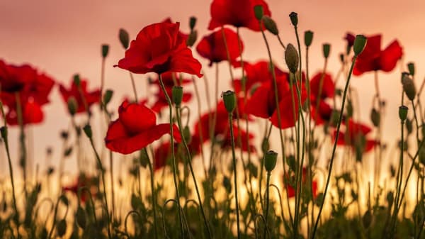 Chestnut Nursery Schools News Image - Remembrance Day at William Bellamy