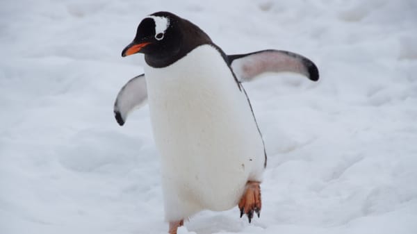 Chestnut Nursery Schools News Image - National Penguin Day