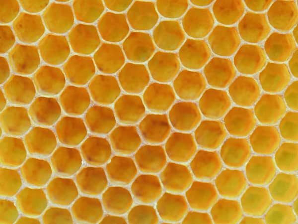 Chestnut Nursery Schools News Image - World Bee Day