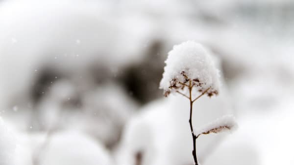 Chestnut Nursery Schools News Image - Snow Day at William Bellamy!