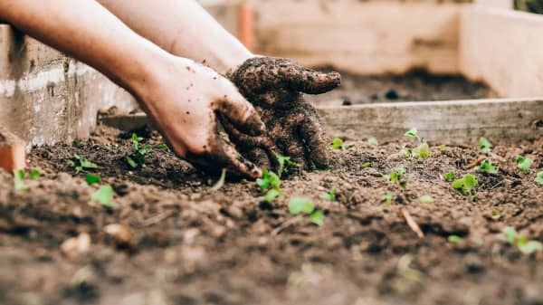 Chestnut Nursery Schools News Image - Little Gardeners at Gascoigne