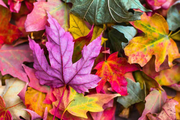 Chestnut Nursery Schools News Image - Learning About Autumn