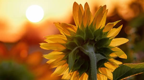 Chestnut Nursery Schools News Image - Little Gardeners and Sunflowers