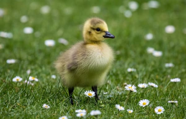 Chestnut Nursery Schools News Image - Our ducklings have hatched!