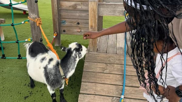 Chestnut Nursery Schools News Image - A Visit From Rocky's Animals