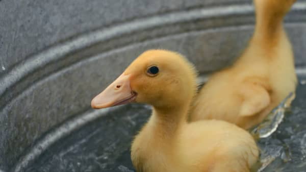 Chestnut Nursery Schools News Image - Our Ducklings Have Hatched!